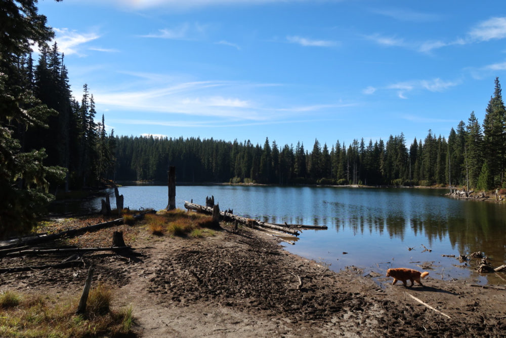 Horseshoe Lake Campground - Mt. Adams, Washington